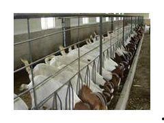 育肥羊爆料视频,揭秘育肥羊幕后爆料视频  第3张